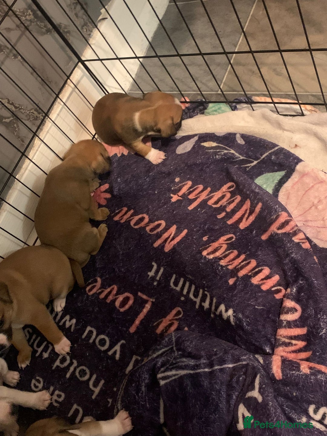 Jug dogs for sale: Beautiful litter of jack russle x jug - Image 4