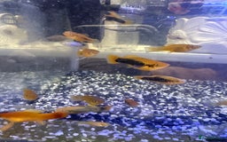 Platies fish for sale: Platy and danios - Image 11