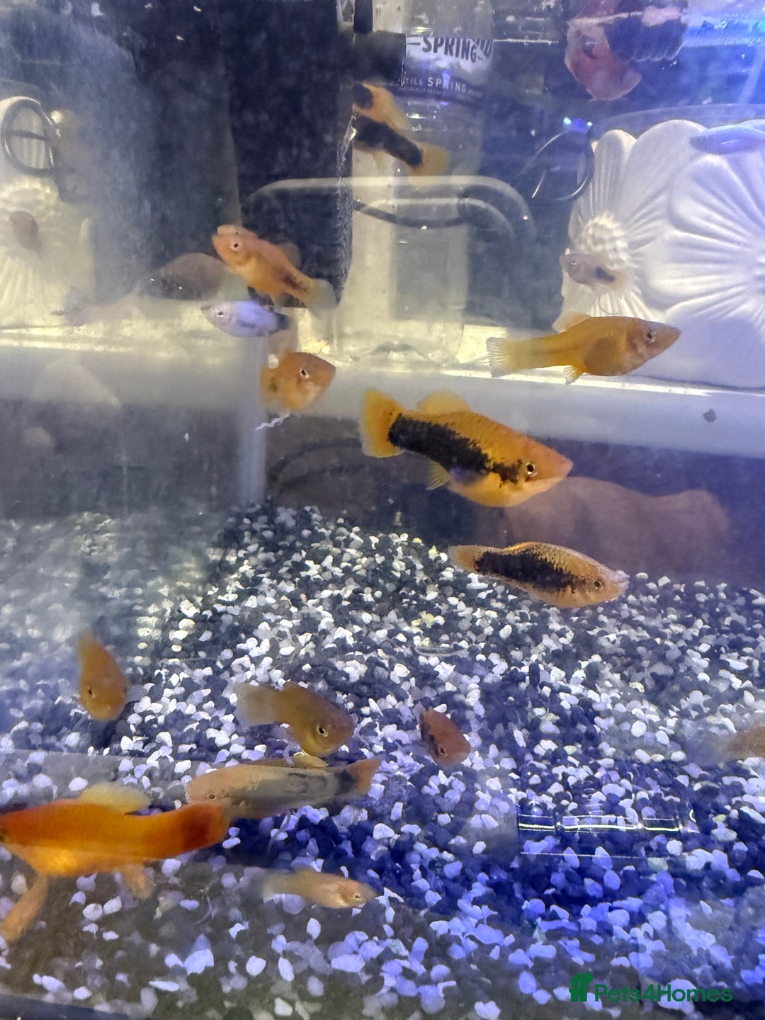Platies fish for sale: Platy and danios - Image 11