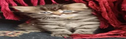 Mixed Breed cats for sale: Fluffy tabby girl kittens - Advert 9