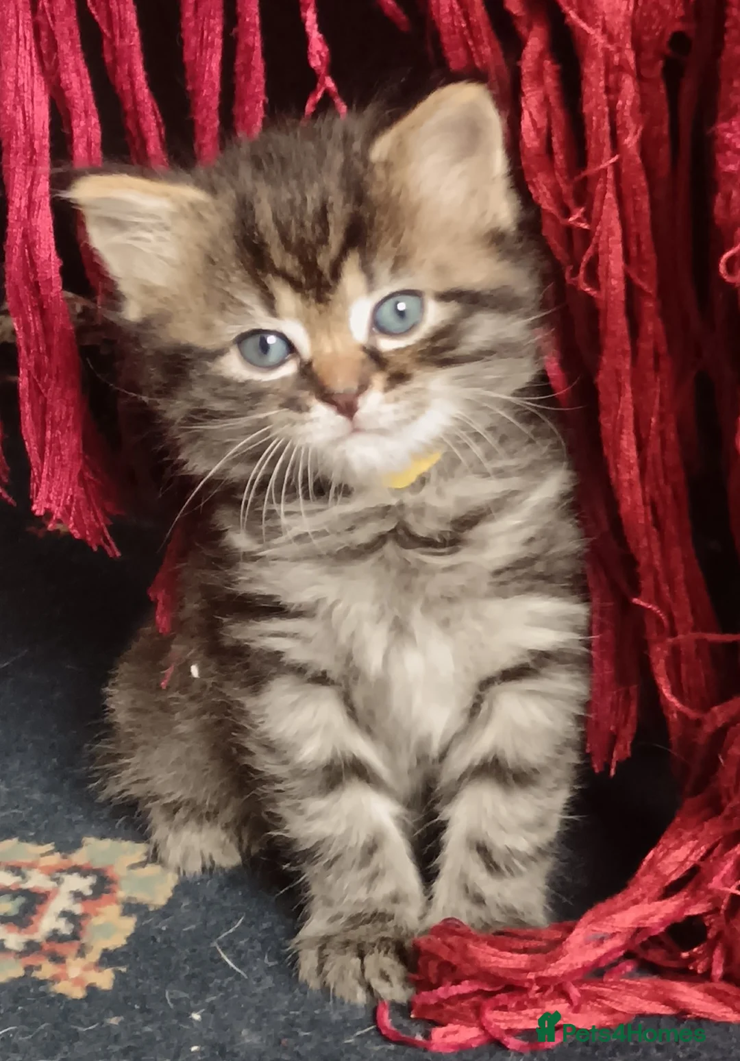 Mixed Breed cats for sale: Fluffy tabby girl kittens - Advert 9