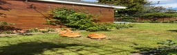 Chickens poultry for sale: Buff Orpington Chickens  in London - Advert 5