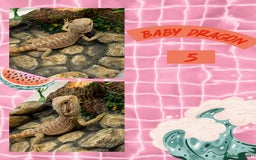 Bearded Dragon reptiles for sale: 🔥🔥🔥 BABY BEARDED DRAGONS 🔥🔥🔥 READY 2 GO 🔥🔥 - Image 8