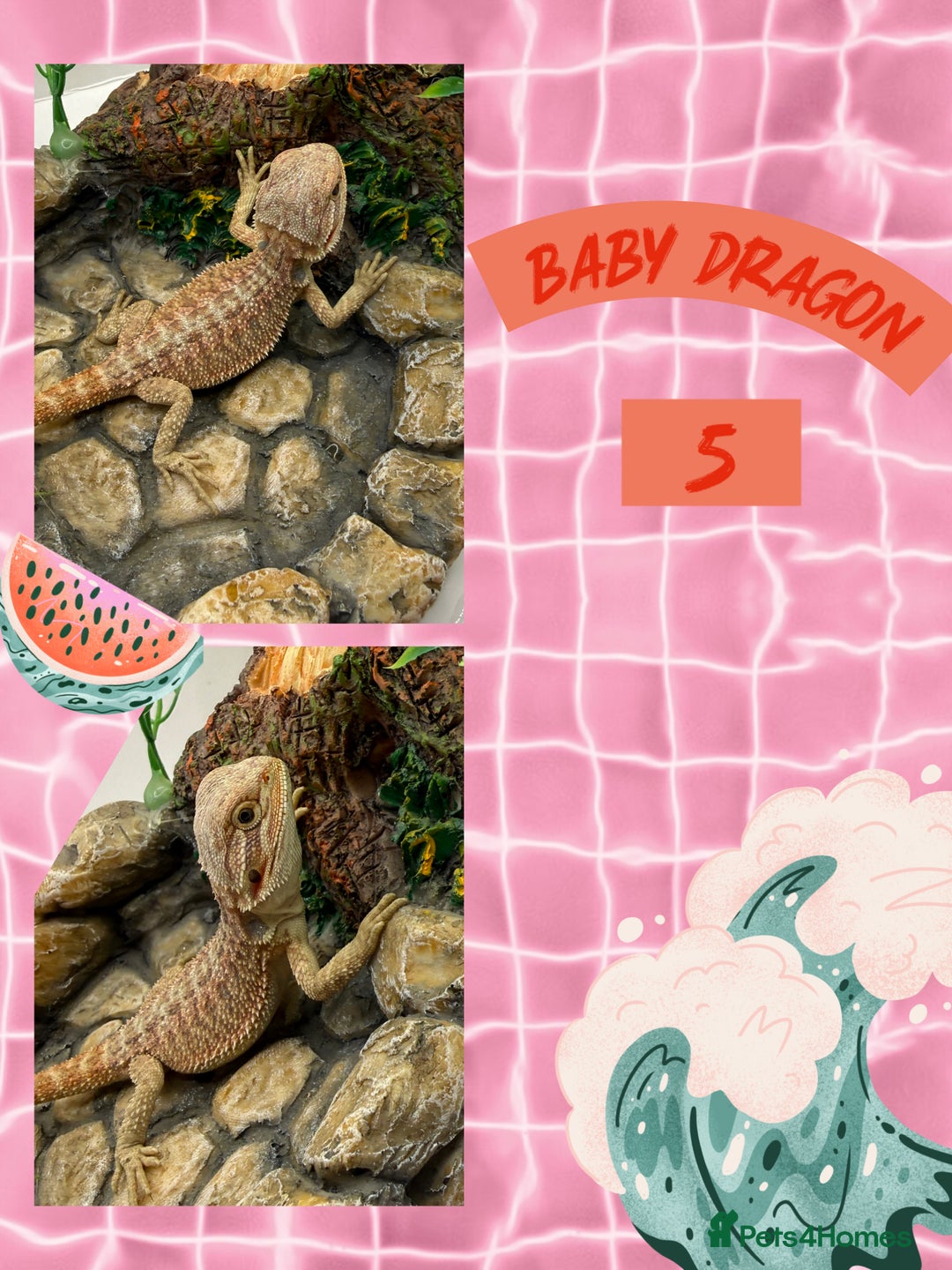 Bearded Dragon reptiles for sale: 🔥🔥🔥 BABY BEARDED DRAGONS 🔥🔥🔥 READY 2 GO 🔥🔥 - Image 8