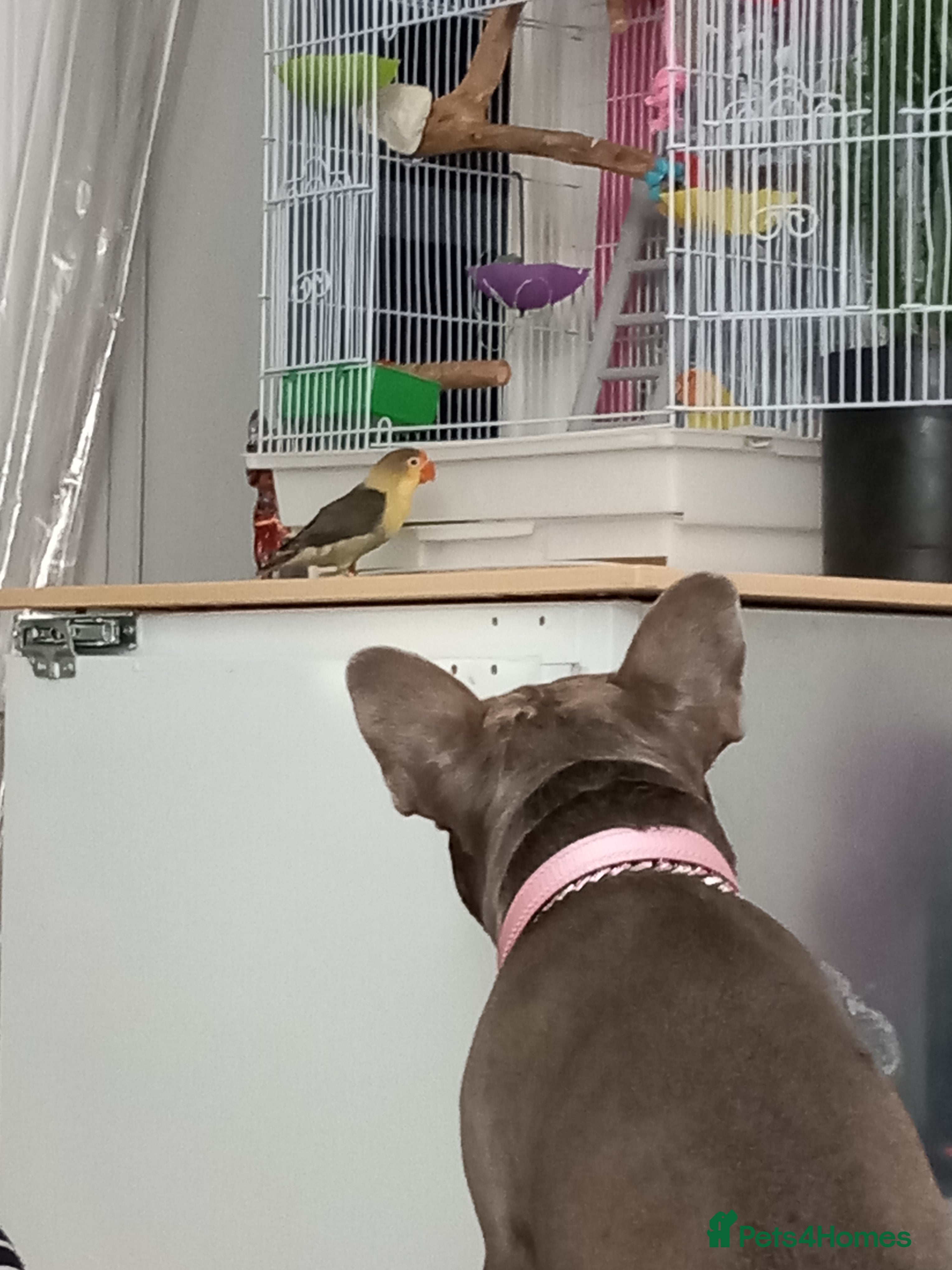 Lovebirds birds Two gorgeous friendly lovebirds  - Advert 4