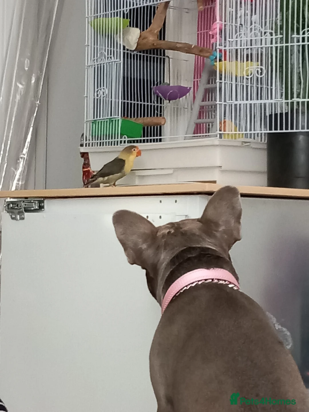 Lovebirds birds for sale: Two gorgeous friendly lovebirds  - Advert 1