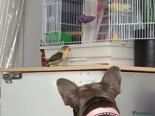 Lovebirds birds Two gorgeous friendly lovebirds - Advert 14