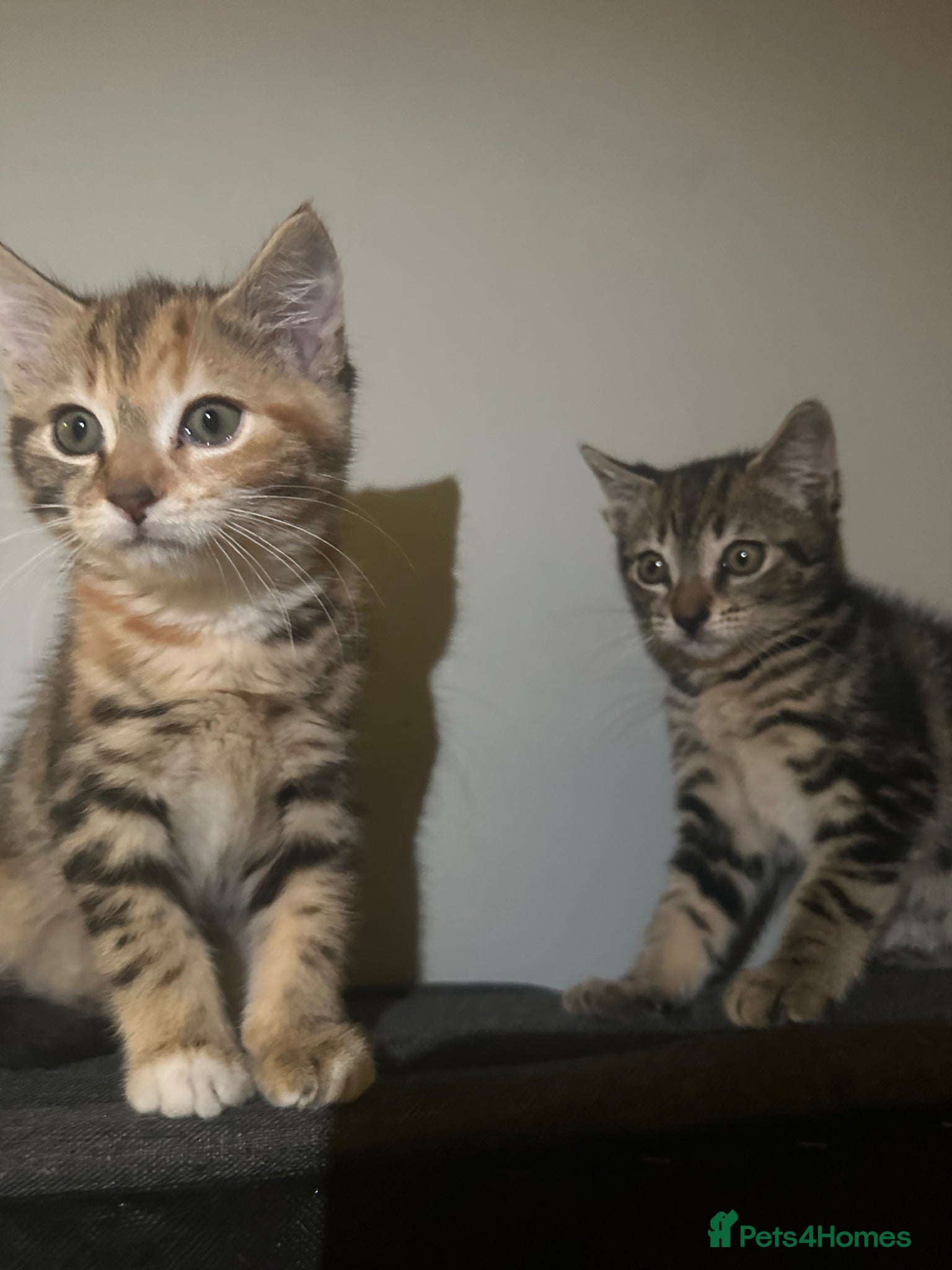 Mixed Breed cats kittens available  - Advert 1