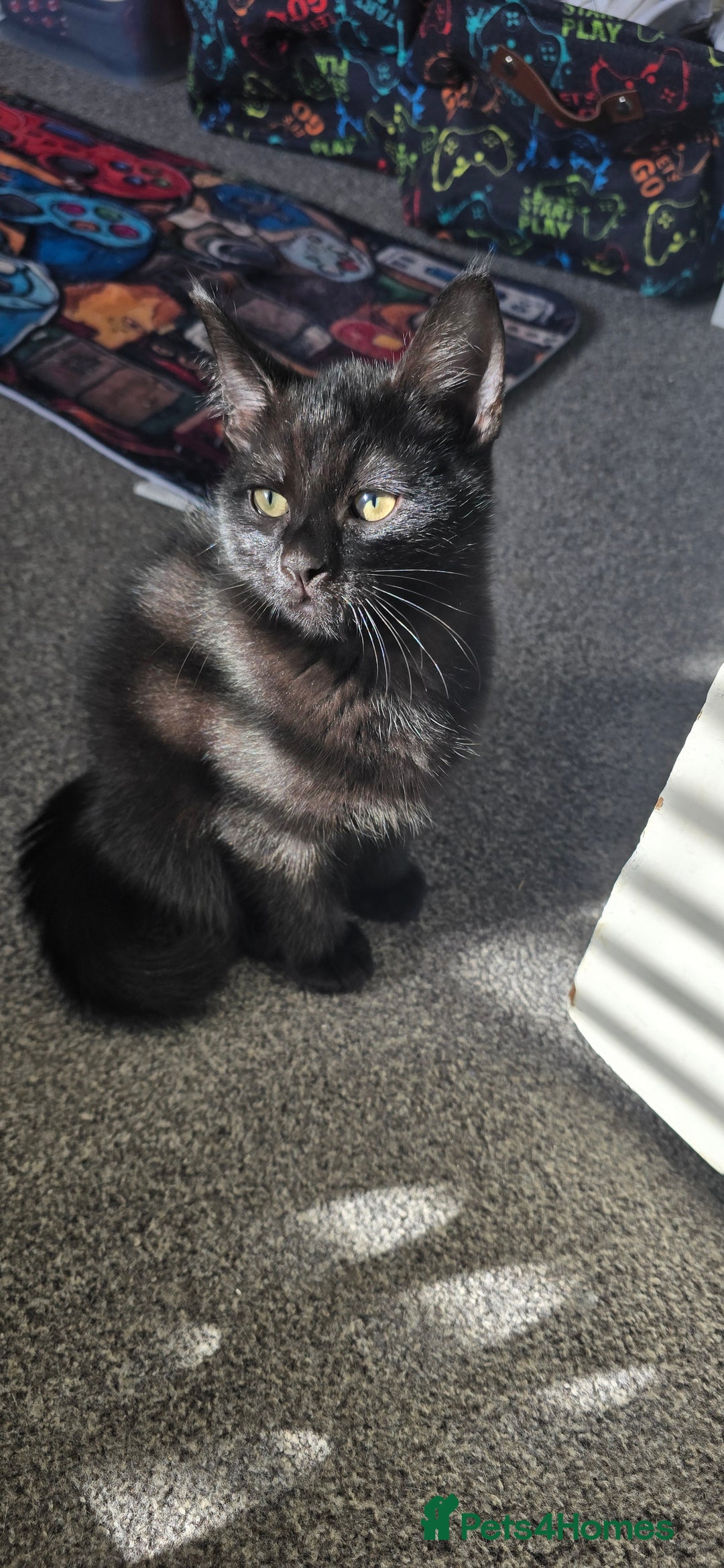 British Longhair cats for sale: Three beautiful kittens left  - Advert 2