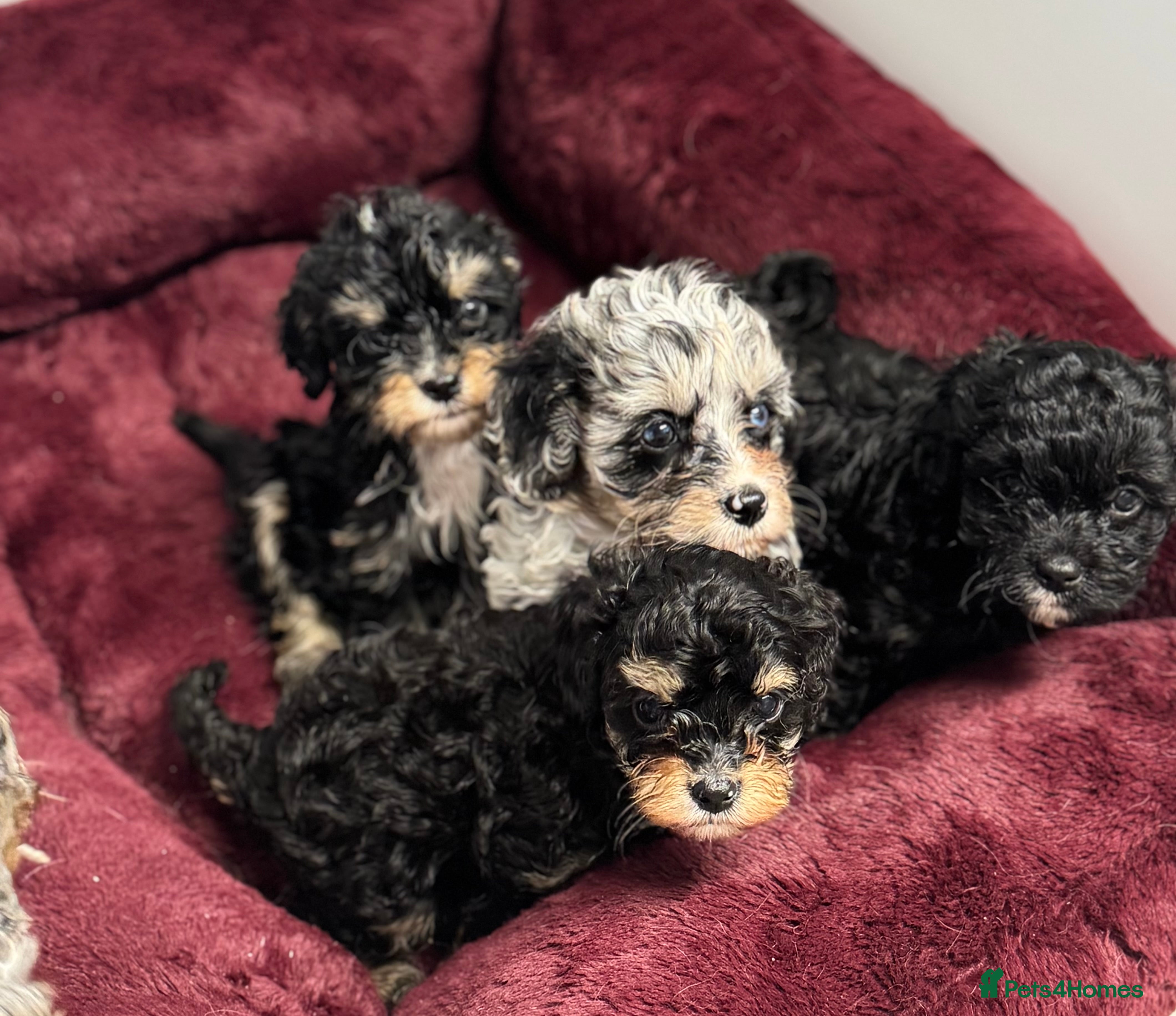 Cavapoo dogs Cavapoo puppies f1  - Advert 12