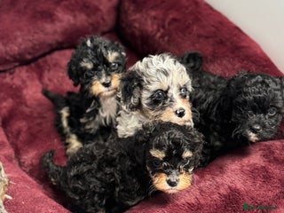 Cavapoo dogs Cavapoo puppies f1 - Advert 18