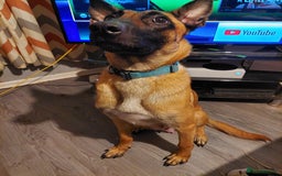 Belgian Shepherd Dog dogs for sale: Xl Belgium malinois pups dad kc regged  - Image 5