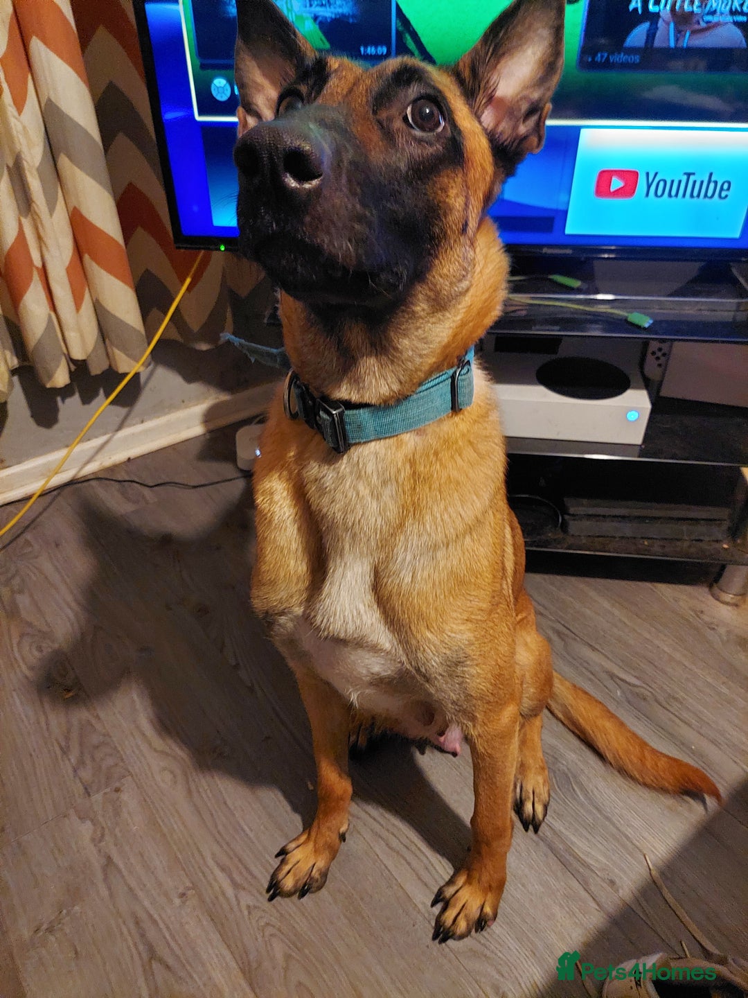 Belgian Shepherd Dog dogs for sale: Xl Belgium malinois pups dad kc regged  - Image 5