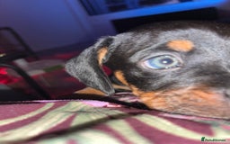 Mixed Breed dogs for sale: Miniature dachshund X French bulldog  - Image 2