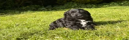 Cockapoo dogs for sale: Absolutely Stunning Cockerpoos - Advert 9