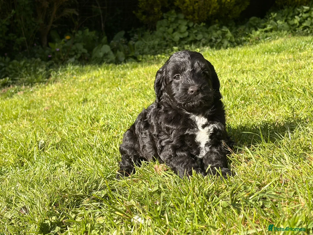 Cockapoo dogs for sale: Absolutely Stunning Cockerpoos - Advert 9