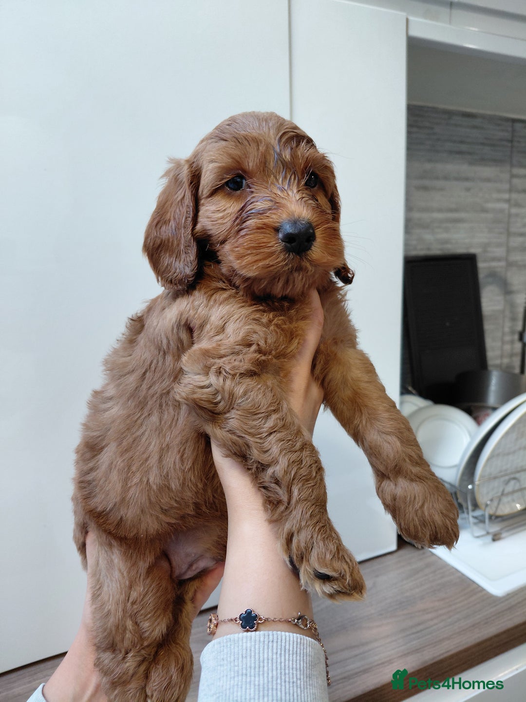 Cockapoo dogs for sale: F2 Cockapoo - Advert 5