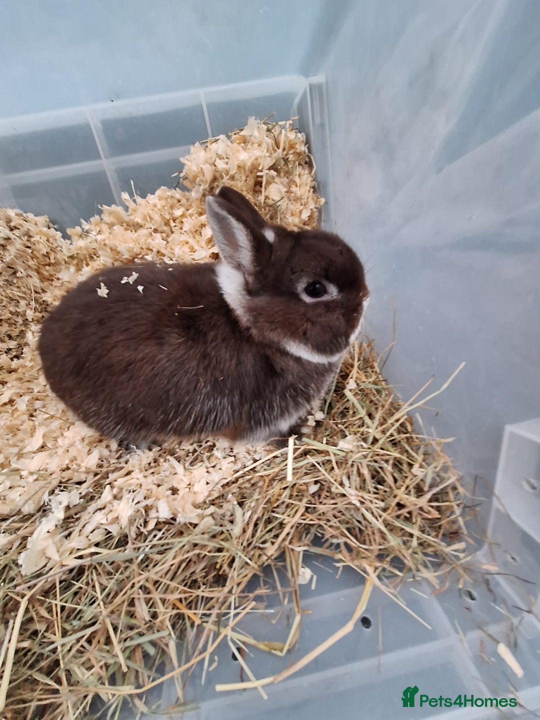 Netherland Dwarf rabbits for sale: 4 Netherland dwarf buck rabbits for sale £40 each  - Advert 14