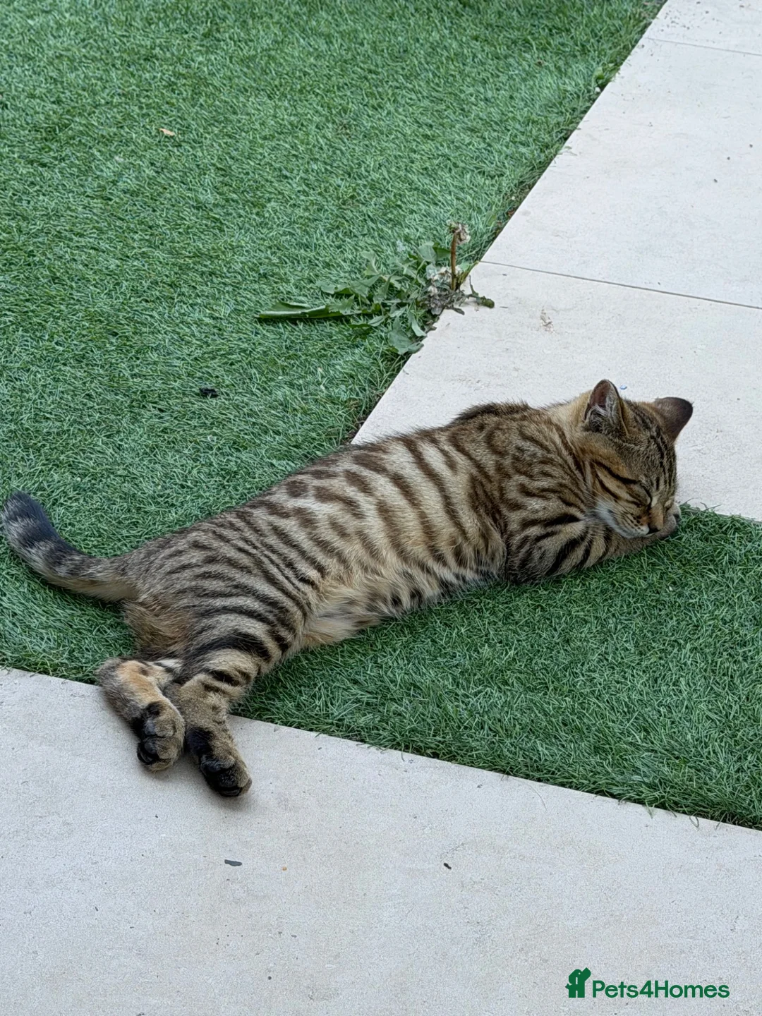 Mixed Breed cats for sale: 2 Kittens for sale - Advert 2
