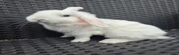 Mini Lop rabbits for sale: ❤️ READY TODAY! Pure Mini Lop Babies Boys & Girls  - Advert 3