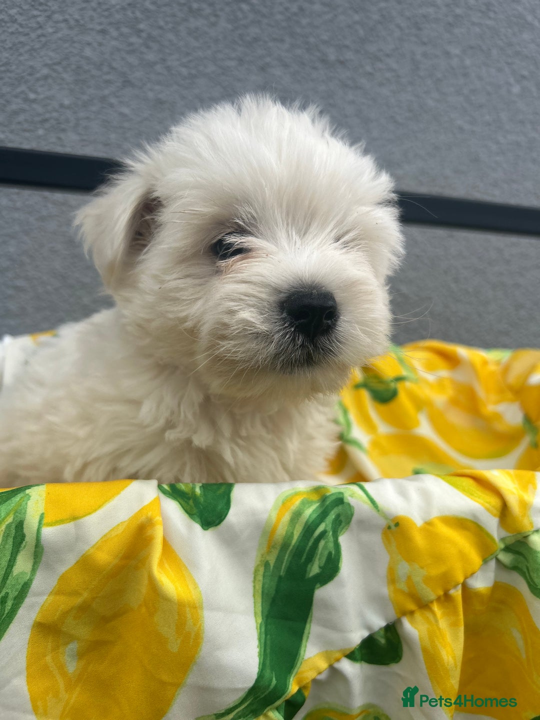 West Highland Terrier dogs for sale: West highland terrier puppies  - Image 6