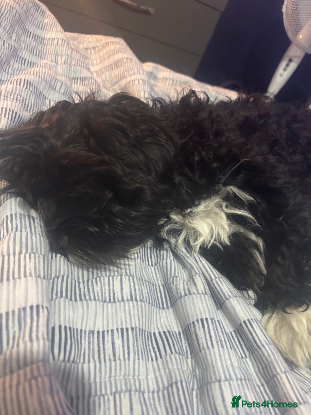 Shihpoo dogs for sale: Shi poo  - Image 5