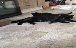 Domestic Shorthair cats for sale: Two beautiful black kittens  - Image 7