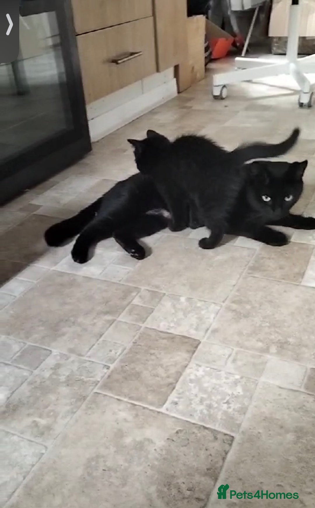 Domestic Shorthair cats for sale: Two beautiful black kittens  - Image 7