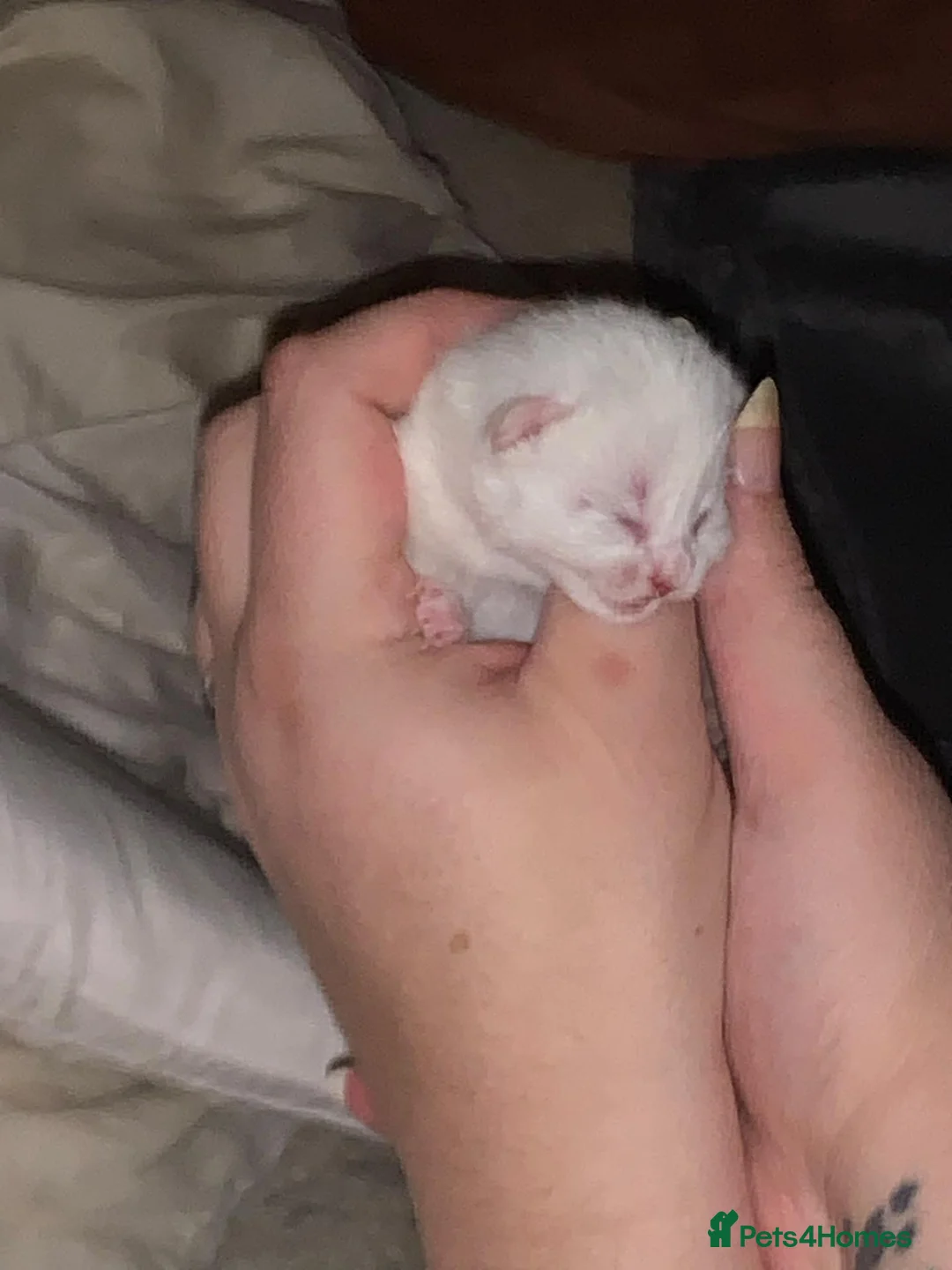 British Shorthair cats for sale: Five beautiful kittens looking for forever homes - Advert 3