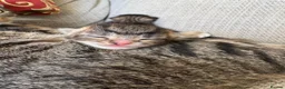 Mixed Breed cats for sale: X2 female tabby kittens in Basingstoke - Advert 12