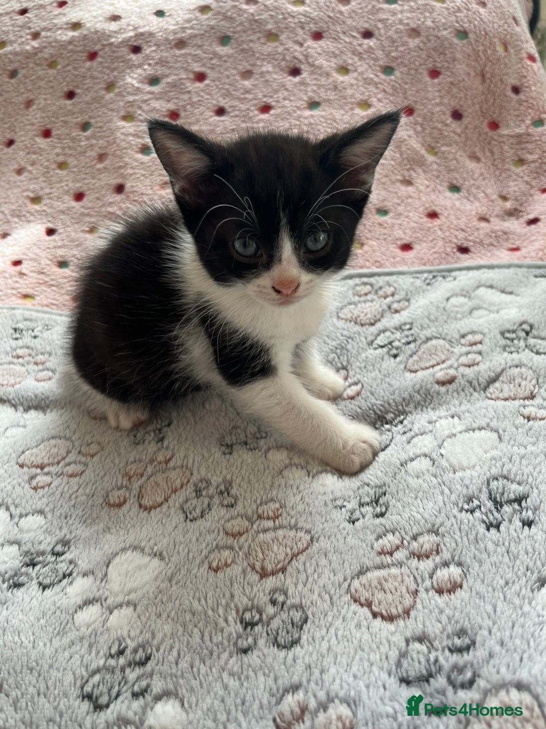 Mixed Breed cats for sale: Mixed breed kittens  - Image 6