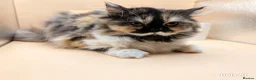 Exotic cats for sale:  Straight Exotic Persian, One-of-a-Kind Face  ! - Advert 4