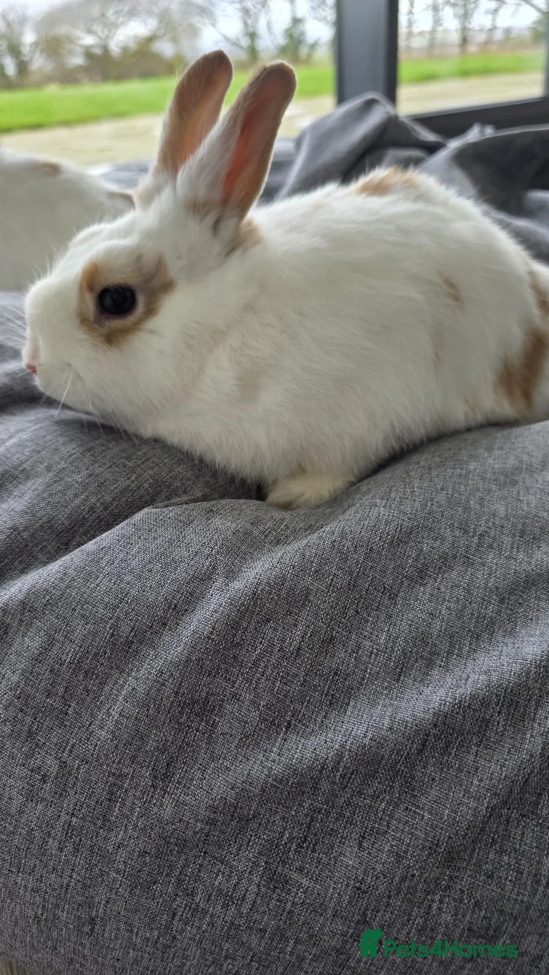 Mixed Breed rabbits for sale: Netherland dwarf x lionhead in Llanelli - Advert 5