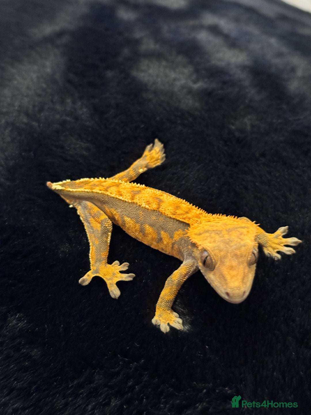 Gecko reptiles for sale: Crested Geckos ( can provide set up) in Upminster - Image 6
