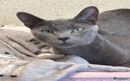 Russian Blue cats for sale:  Russian blue female - Image 1