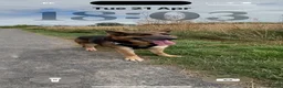German Shepherd dogs for sale: River  - Advert 3