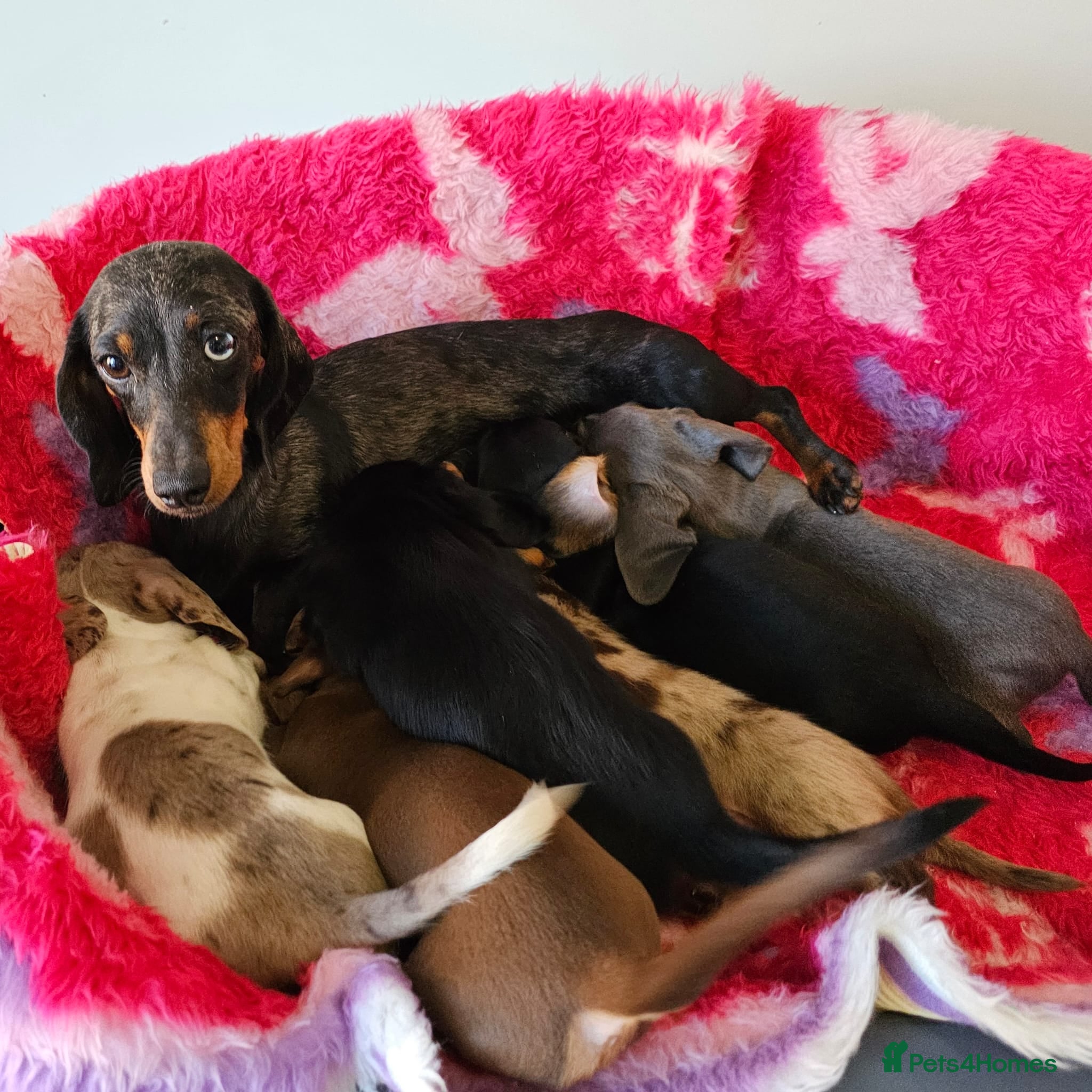 Dachshund dogs Pretty Little Dachshund Puppies - Advert 2