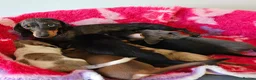 Dachshund dogs for sale: Pretty Little Dachshund Puppies - Advert 1