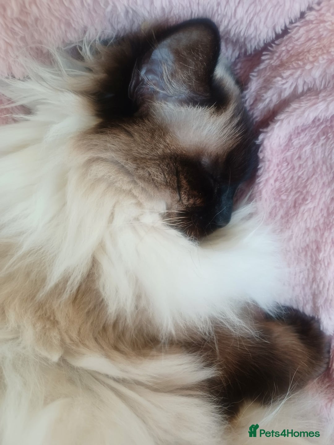 Ragdoll cats for sale: Ragdoll Cat for Rehoming – Lady (6 years old) - Advert 5