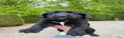 Cockerdor dogs for sale: Beautiful Cockador Puppies in Heriot - Advert 12