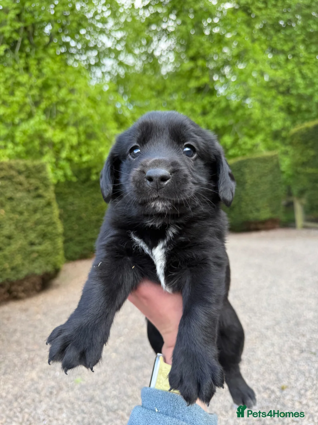 Cockerdor dogs for sale: Beautiful Cockador Puppies in Heriot - Advert 12