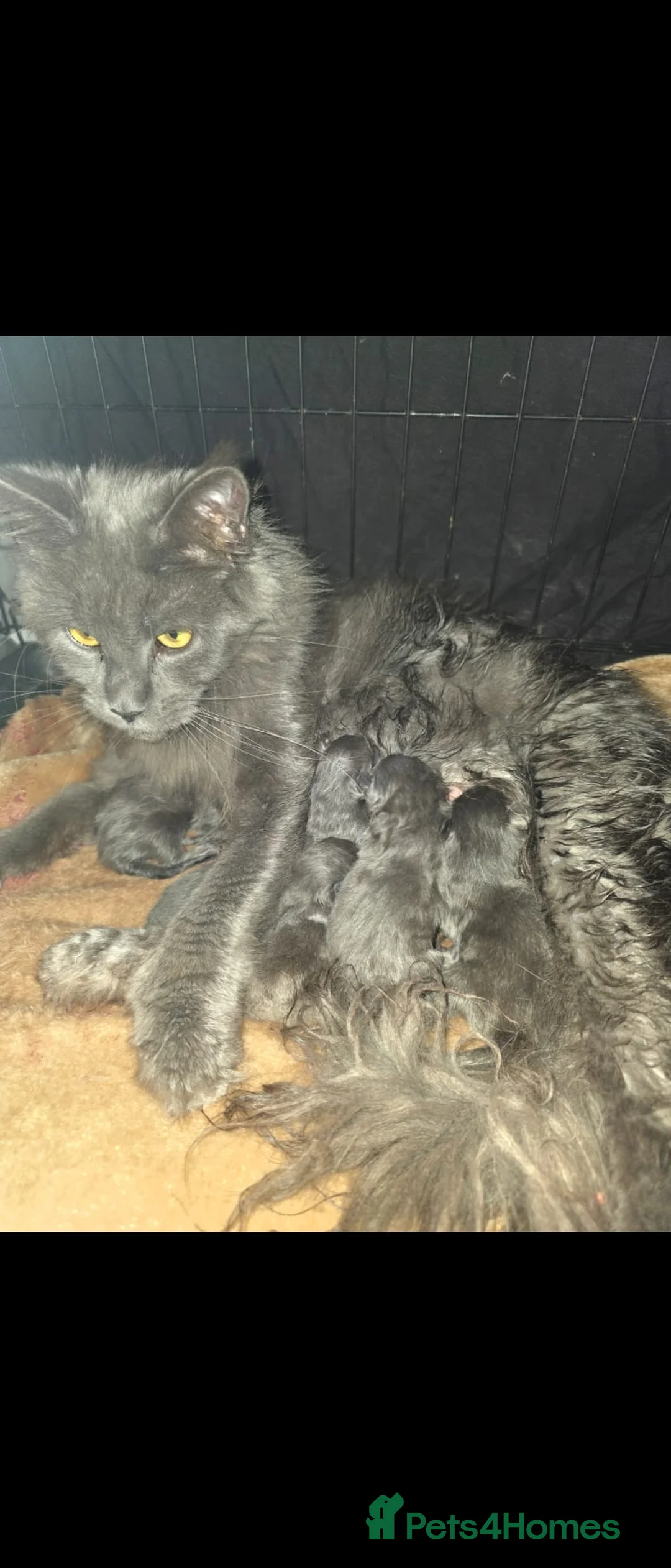 Maine Coon cats for sale: Maine coon pedigree kittens  - Advert 5