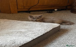 British Shorthair cats for sale: Beautiful sisters ready for their new homes  - Image 3