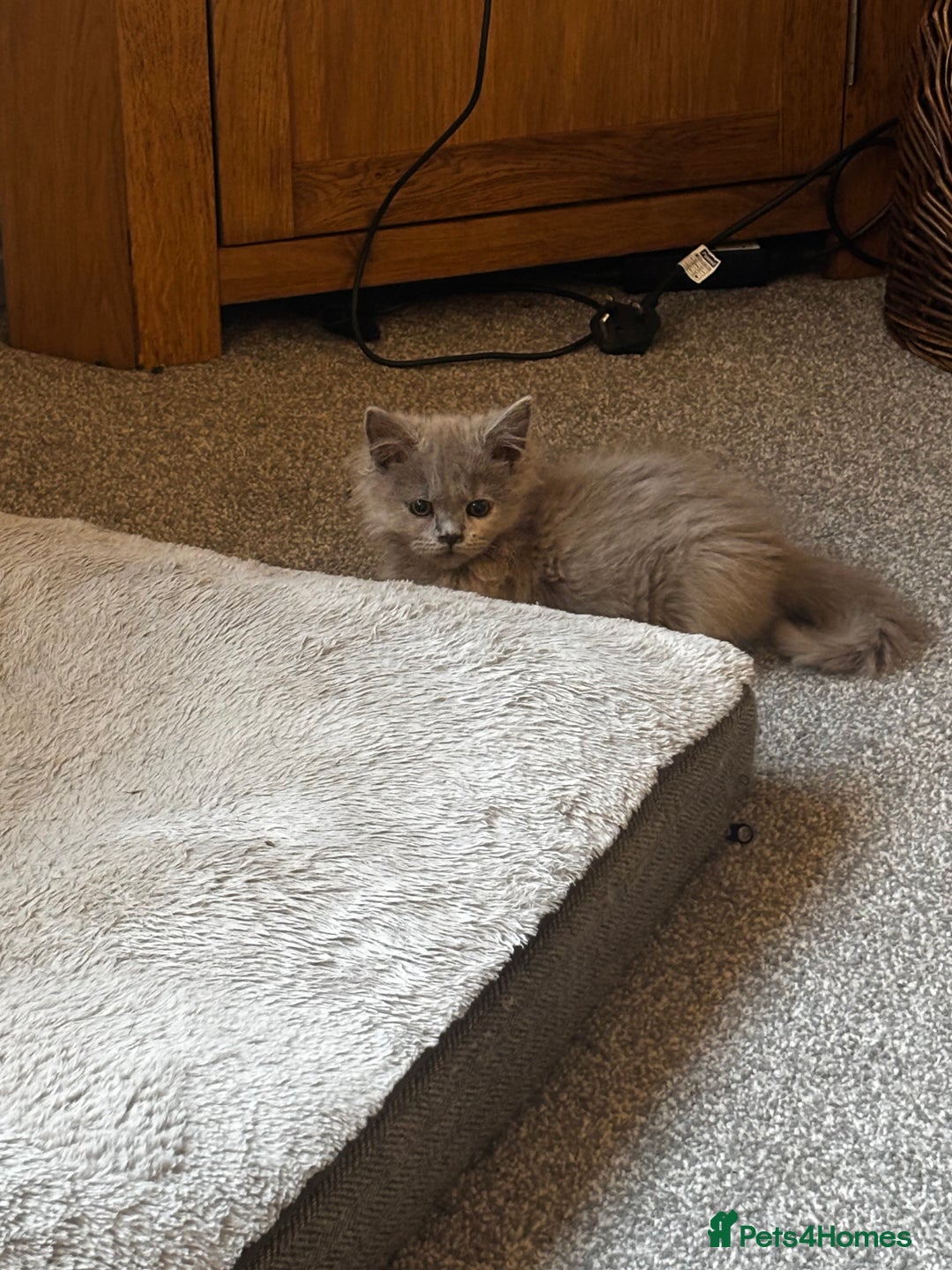 British Shorthair cats for sale: Beautiful sisters ready for their new homes  - Image 3