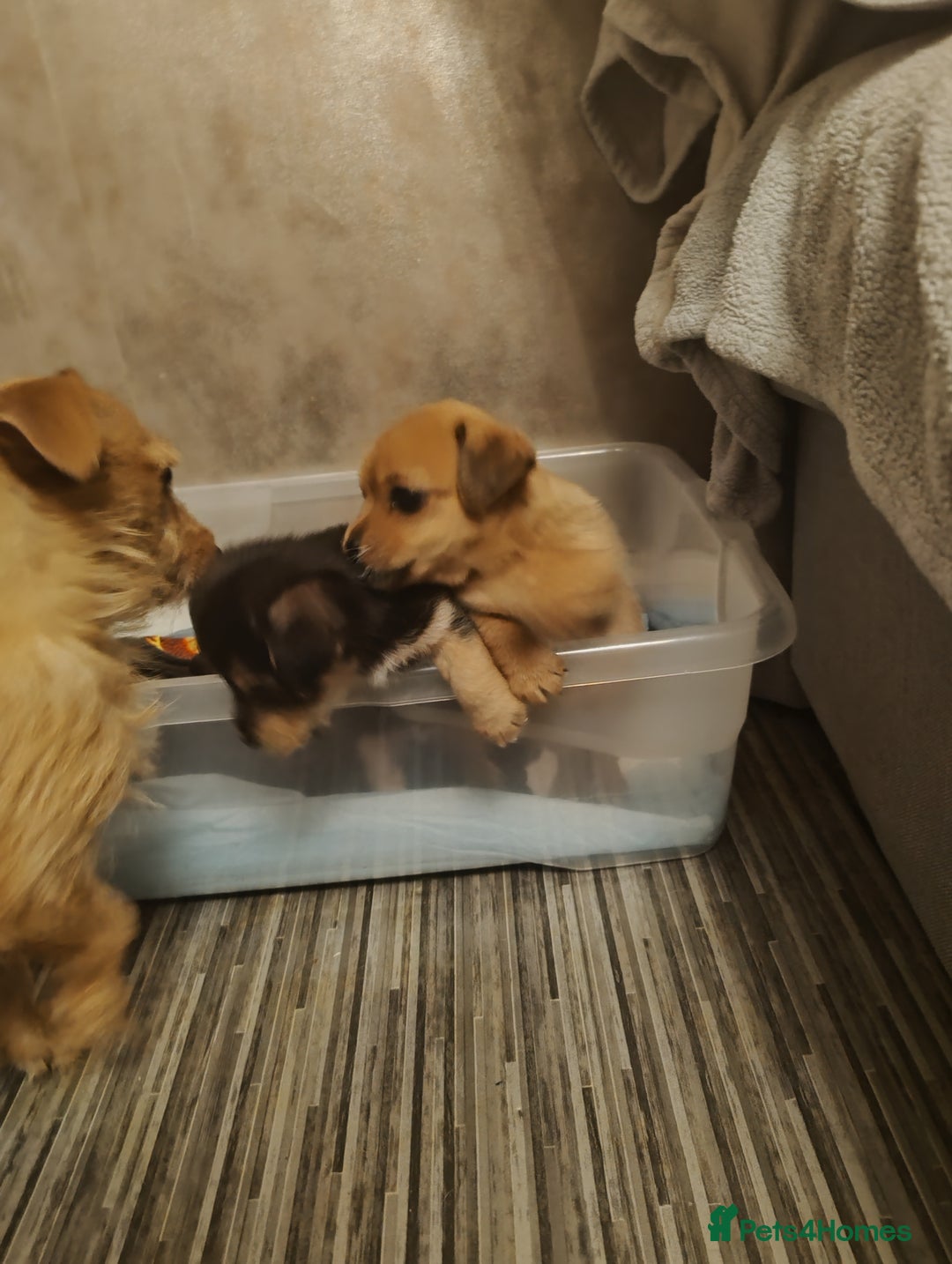Mixed Breed dogs for sale: One female puppy left for sale - Image 3
