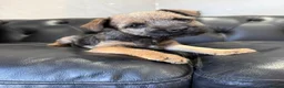 Border Terrier dogs for sale: Beautiful Border Terriers - Advert 1