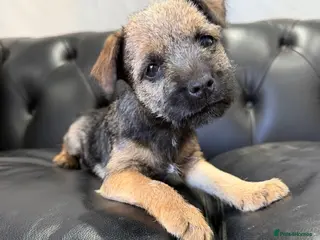 Border Terrier dogs Beautiful Border Terriers - Advert 1