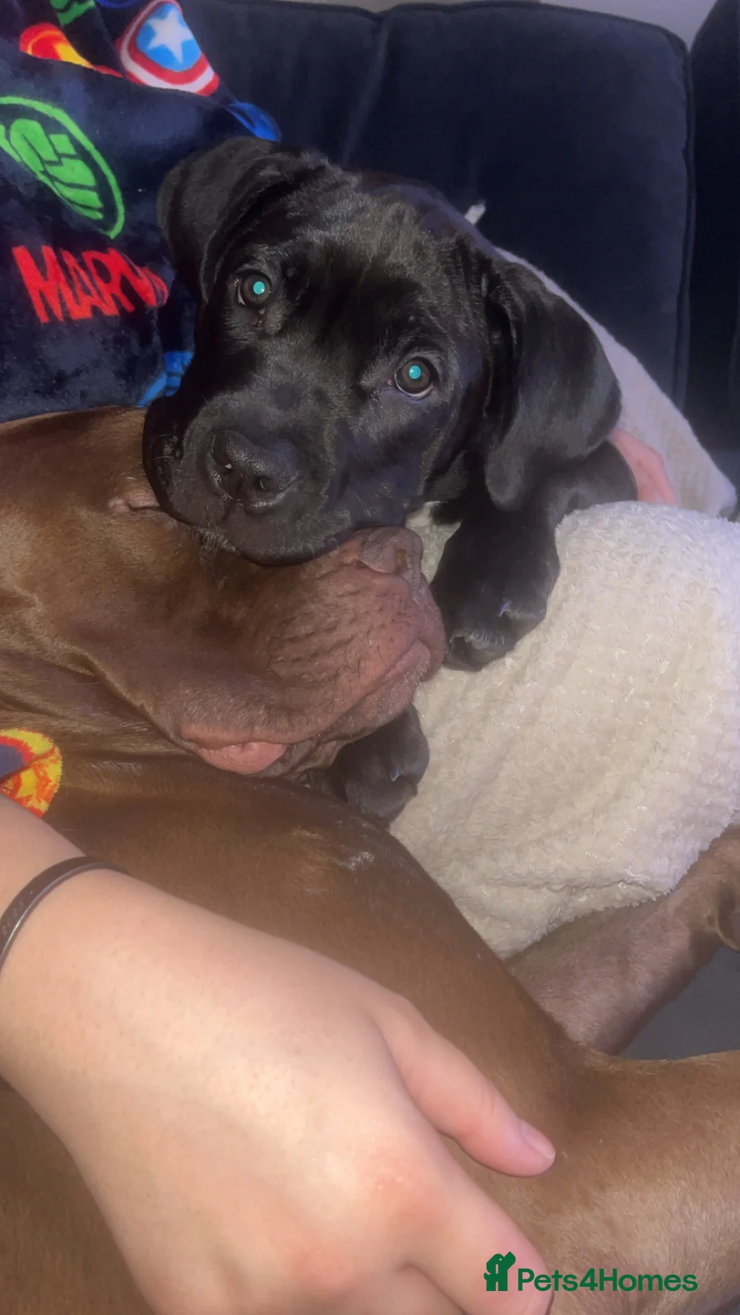 Cane Corso dogs for sale: 6 month old cane corso puppy- Cali - Advert 6