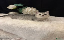 British Shorthair cats for sale: Silver Spotted Full Pedigree Registered BSH - Image 23