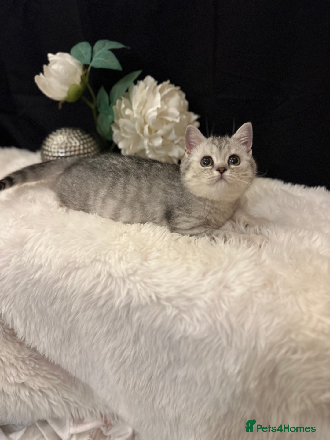 British Shorthair cats for sale: Silver Spotted Full Pedigree Registered BSH - Image 23